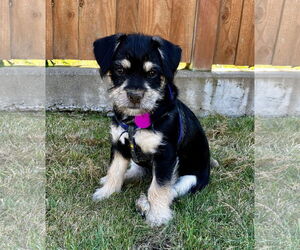 Mutt Dogs for adoption in Bellevue, WA, USA