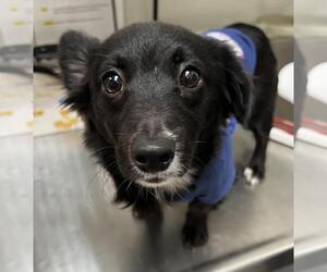 Cardigan Welsh Corgi-Unknown Mix Dogs for adoption in Tracy, CA, USA