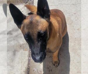 Mutt Dogs for adoption in Camarillo, CA, USA