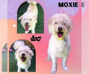 Aussiedoodle Miniature  Dogs for adoption in Lindsay, CA, USA