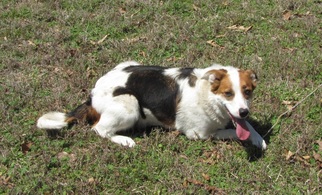 Border-Aussie Dogs for adoption in Mountain Home, AR, USA
