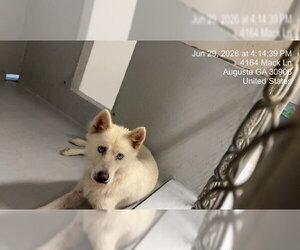 Siberian Husky Dogs for adoption in Augusta, GA, USA