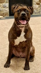 Bullboxer Pit Dogs for adoption in Landenberg, PA, USA