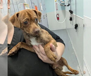 Chihuahua-Unknown Mix Dogs for adoption in Chico, CA, USA