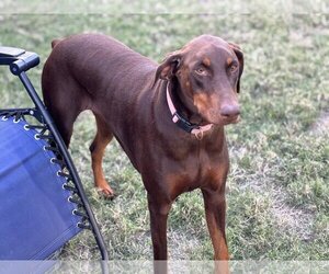 Doberman Pinscher-Unknown Mix Dogs for adoption in Rockwall, TX, USA