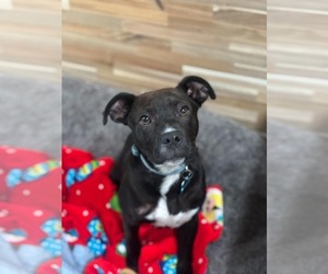 Mutt Dogs for adoption in Shreveport, LA, USA