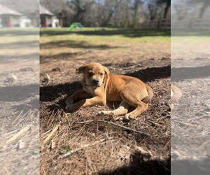 Labrador Retriever-Red Heeler Mix Dogs for adoption in The Woodlands, TX, USA