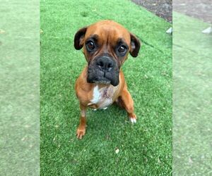 Boxer Dogs for adoption in Stanwood, WA, USA