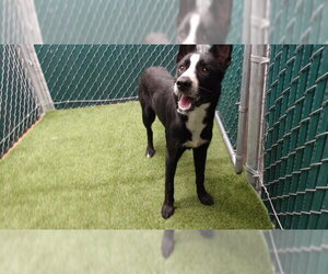 Siberian Husky-Unknown Mix Dogs for adoption in Downey, CA, USA