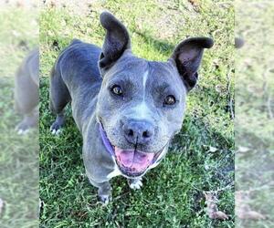 American Pit Bull Terrier-Unknown Mix Dogs for adoption in San Jacinto, CA, USA