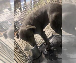 Mutt Dogs for adoption in Bakersfield, CA, USA