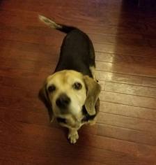 Beagle Dogs for adoption in Chester, VA, USA