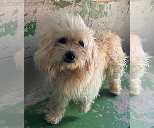 Shih Tzu-Unknown Mix Dogs for adoption in Rustburg, VA, USA