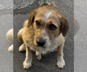 Mutt Dogs for adoption in St. Cloud, FL, USA