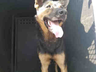 Medium Photo #1 German Shepherd Dog Puppy For Sale in Downey, CA, USA