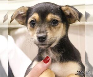 Australian Shepherd-Unknown Mix Dogs for adoption in Washington, DC, USA