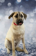 Medium Photo #1 German Shepherd Dog-Unknown Mix Puppy For Sale in Gretna, NE, USA