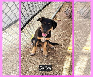 Mutt Dogs for adoption in Granbury, TX, USA