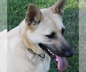 German Shepherd Dog-Unknown Mix Dogs for adoption in Morrisville, NC, USA