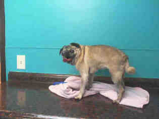 Pug Dogs for adoption in Las Vegas, NV, USA