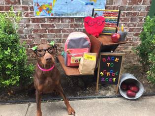 Doberman Pinscher Dogs for adoption in Lindale , TX, USA