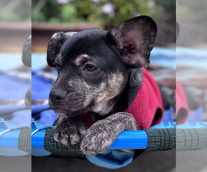 Chihuahua-Rhodesian Ridgeback Mix Dogs for adoption in San Bernardino, CA, USA