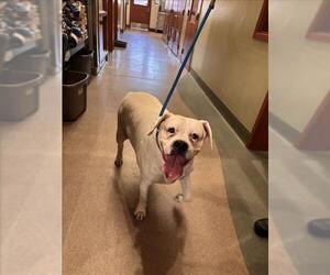 American Bulldog Dogs for adoption in Upland, CA, USA