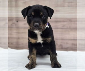 Rottweiler-Unknown Mix Dogs for adoption in Lakewood, CO, USA