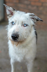 Medium Photo #1 Australian Shepherd-Unknown Mix Puppy For Sale in Weatherford, TX, USA