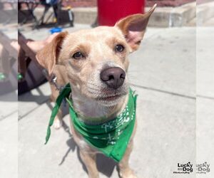 Chihuahua-Unknown Mix Dogs for adoption in Washington, DC, USA