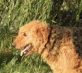 Airedale Terrier Dogs for adoption in Prague, OK, USA