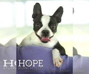 Boston Terrier Dogs for adoption in Alton, IL, USA