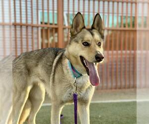 German Shepherd Dog-Unknown Mix Dogs for adoption in Las Vegas, NV, USA