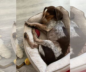 Beagle Dogs for adoption in Tampa, FL, USA