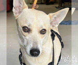 Labrador Retriever-Unknown Mix Dogs for adoption in Washington, DC, USA