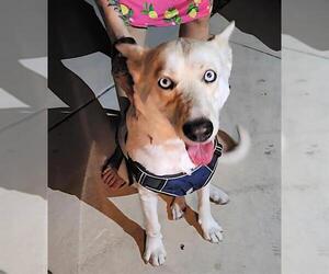 Huskies -Unknown Mix Dogs for adoption in San Antonio, TX, USA