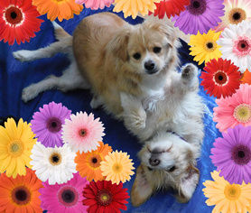 Pembroke Welsh Corgi-Pomeranian Mix Dogs for adoption in Blakeslee, PA, USA