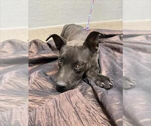 Labrador Retriever-Unknown Mix Dogs for adoption in Las Vegas, NV, USA