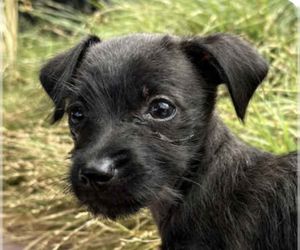 Chihuahua-Unknown Mix Dogs for adoption in San Ramon, CA, USA