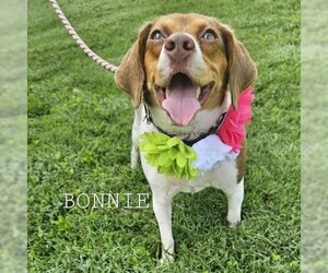 Beagle-Unknown Mix Dogs for adoption in Madisonville, TN, USA