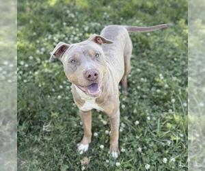 Doberman Pinscher-Unknown Mix Dogs for adoption in Modesto, CA, USA
