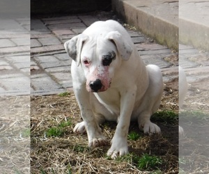 American Bulldog Dogs for adoption in Stockport, OH, USA