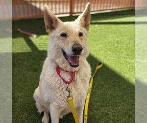 German Shepherd Dog-Unknown Mix Dogs for adoption in Las Vegas, NV, USA