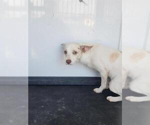 Chihuahua Dogs for adoption in Bakersfield, CA, USA