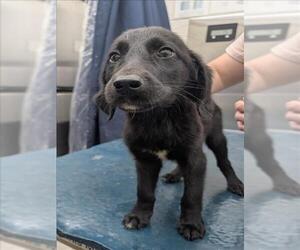 --Labrador Retriever Mix Dogs for adoption in Mobile, AL, USA