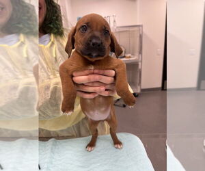 Mutt Dogs for adoption in Elmsford, NY, USA