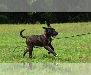 American Pit Bull Terrier-Labrador Retriever Mix Dogs for adoption in Newnan, GA, USA