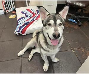 Basset Hound-Huskies  Mix Dogs for adoption in Pasadena, CA, USA