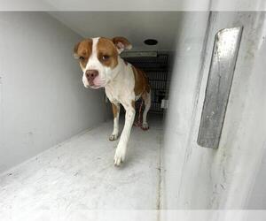 American Pit Bull Terrier Dogs for adoption in Houston, TX, USA