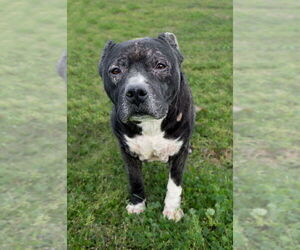 Mutt Dogs for adoption in Abbeville, LA, USA